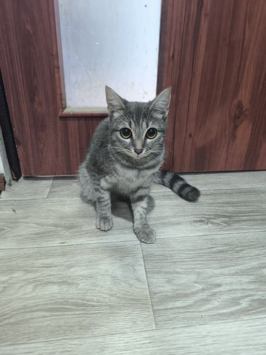 Пропавшая кошка!!!