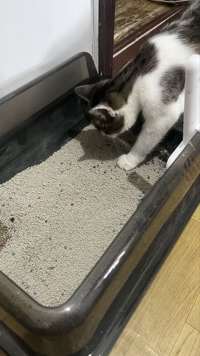 Мысығыма жаңа үй іздейміз