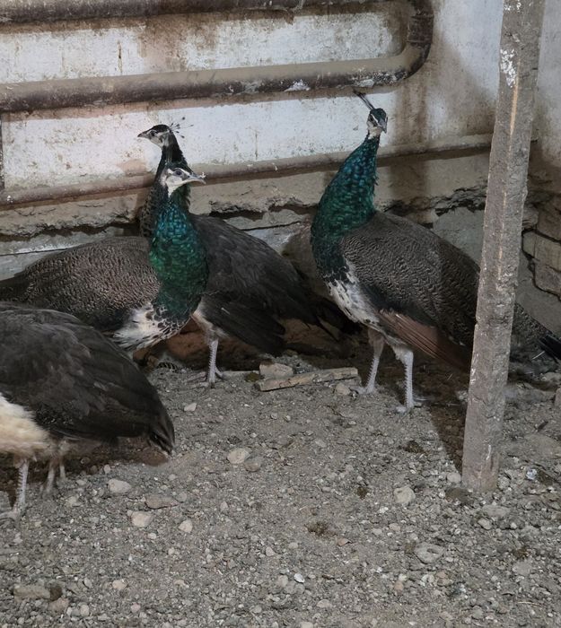 Индийские павлины на продажу