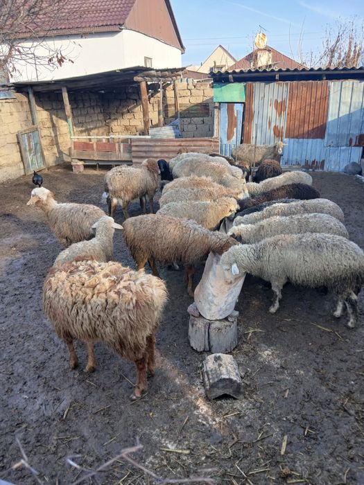 Продаются бараны