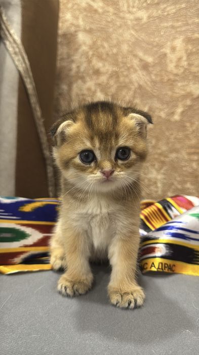 Продаю золотая шиншилла Фолд.