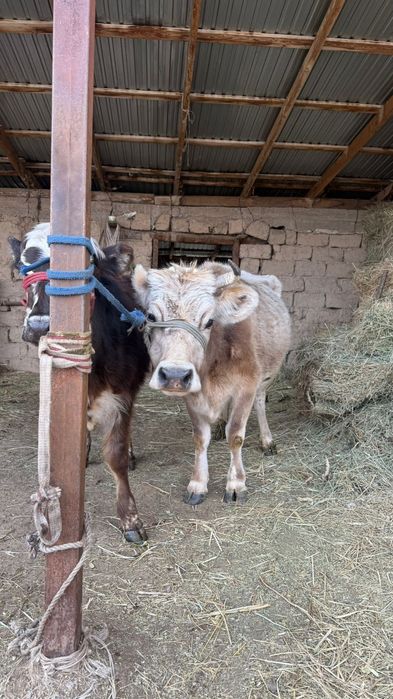 Бызауы мен сиыр сатылат