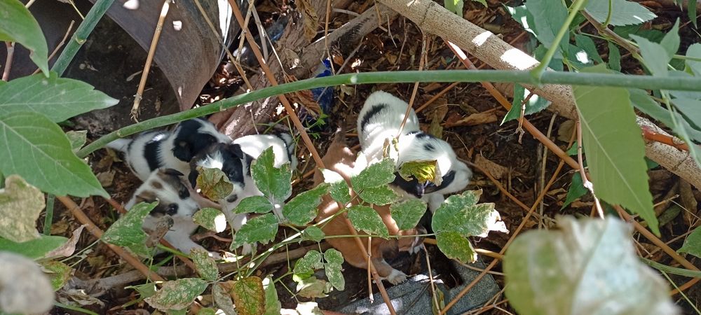 Отдам в добрые и хорошие руки