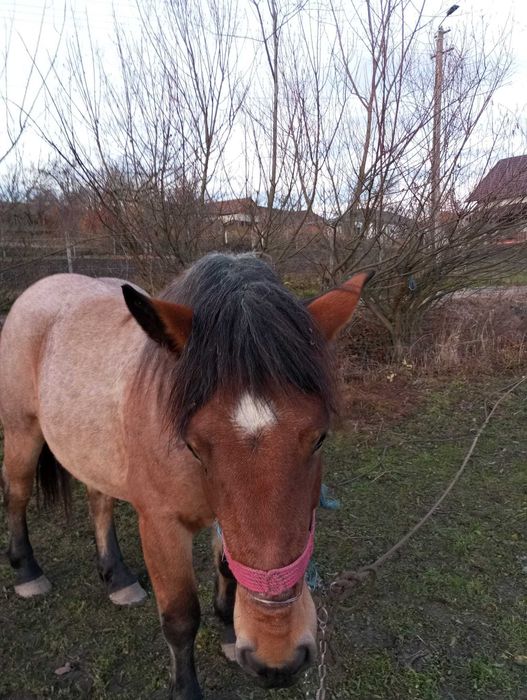 Vând iapă mânză gestantă – 2,5 ani, prima fătare