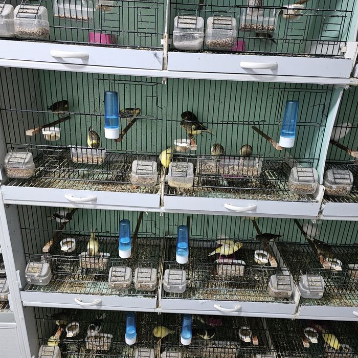 Kaнарчета  Орфей 24г , 25г. мъжки женски