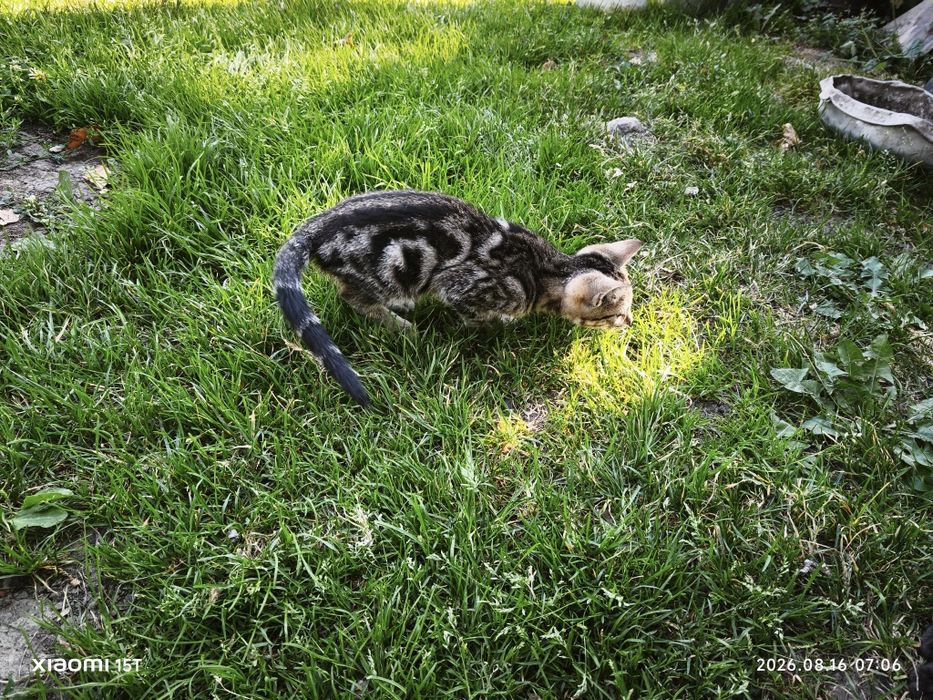 Котёнок необычного окраса