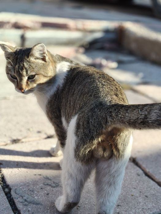 Отдадим в хорошие руки