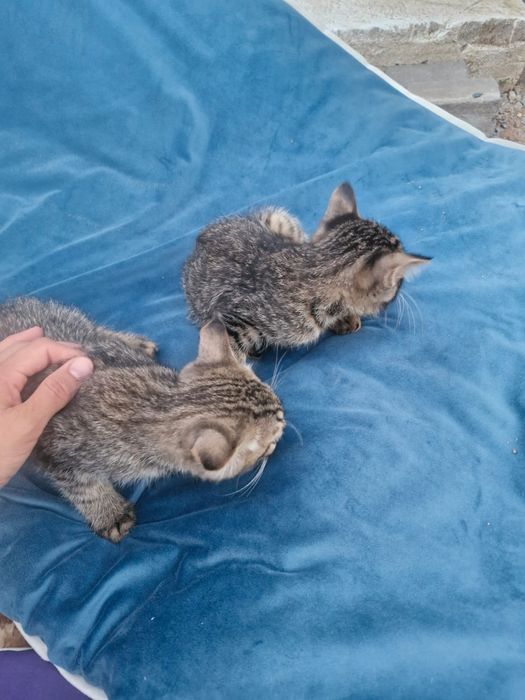Кошка отдам даром