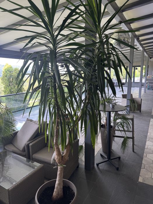 Plante naturale ( palmieri, etc) plante ornamentale