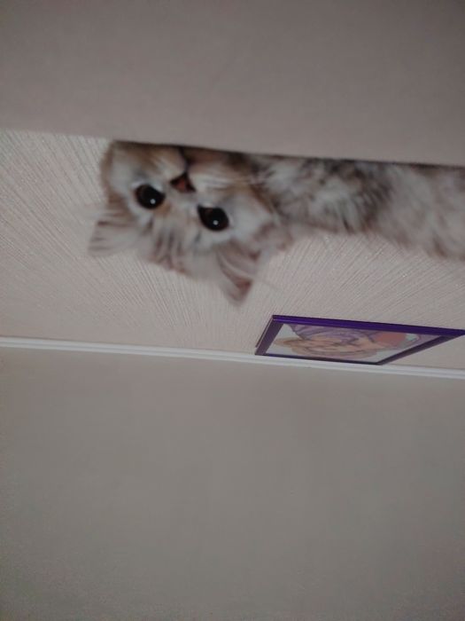 Продам шотландскую девочку