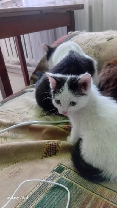 Отдам котенка бесплатно