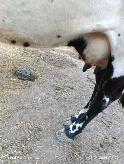 Сауын сиыр сатылады