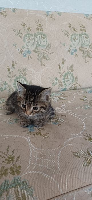 Очаровательные 2 месячные котята