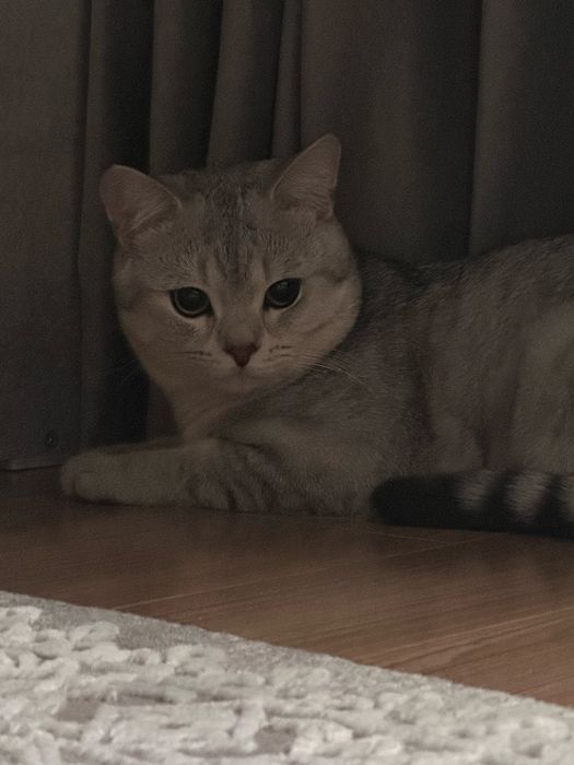 Кот скотиш-страйт