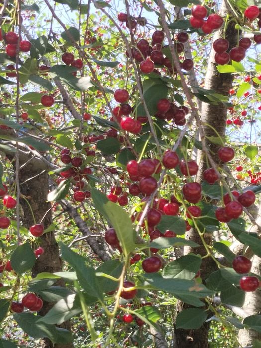 Продам частный дом в Кобде