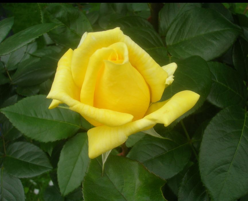 atirgul kochatlari ishonchi va garantiyalik!