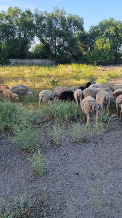 Қой сатылады