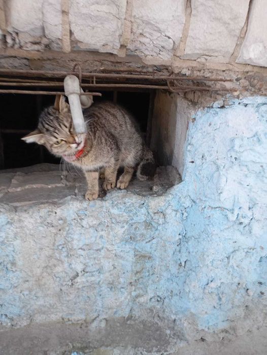 Кошечка Мия, окрас серый.