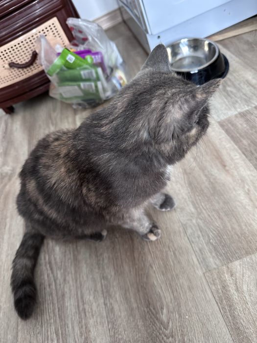 Отдам молодую кошечку