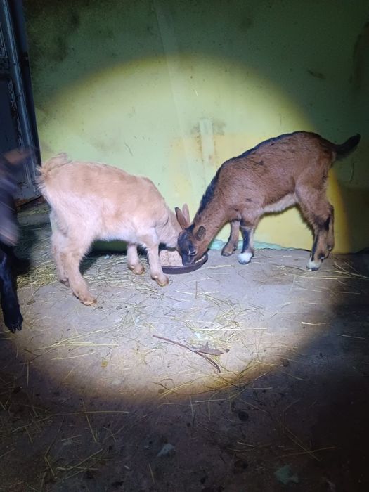 De vânzare o ieduța și un țăpișor