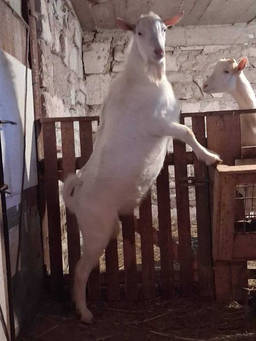 Vand tap saanen, ciut genetic, varsta un an, din linie foarte buna de lapte