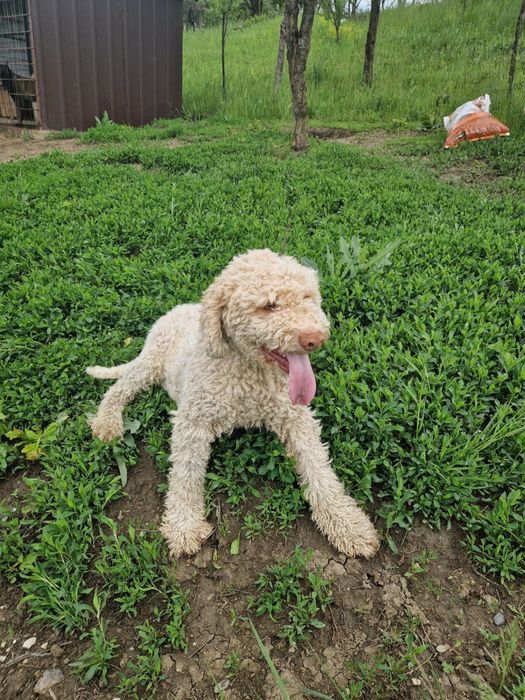 Mascul lagotto foarte frumos si cuminte