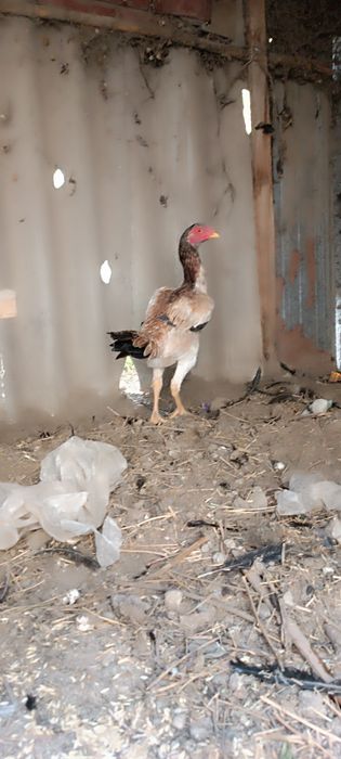 Продам дакан курочку