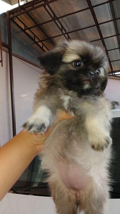 Пекинес 3 девочки