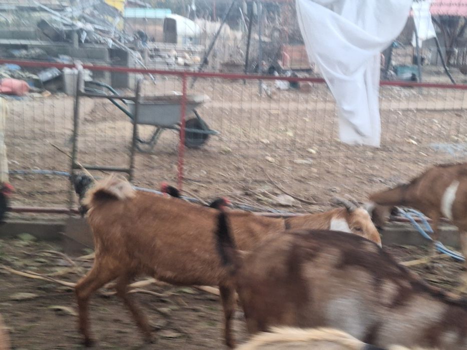 Vind capra nubien 1 ani femele