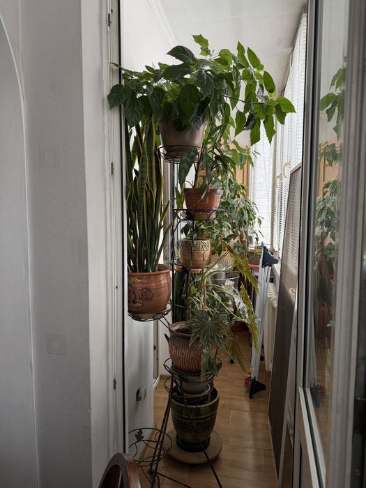 Комнатные цветы от 5.000 тг