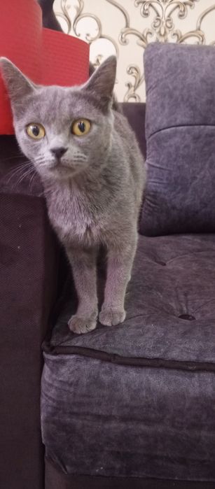 Мушук сотилади британский киз бола