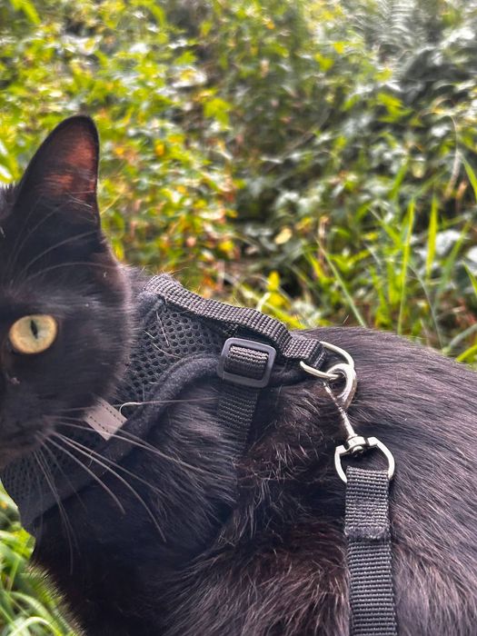 Отдам котика срочно