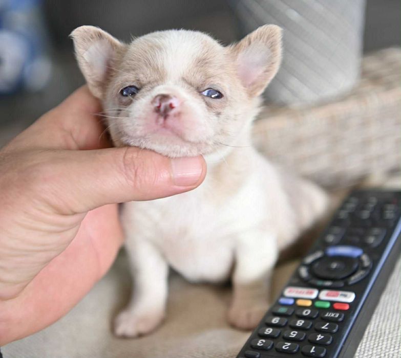 Женско мини чихуахуа лилаво мерле