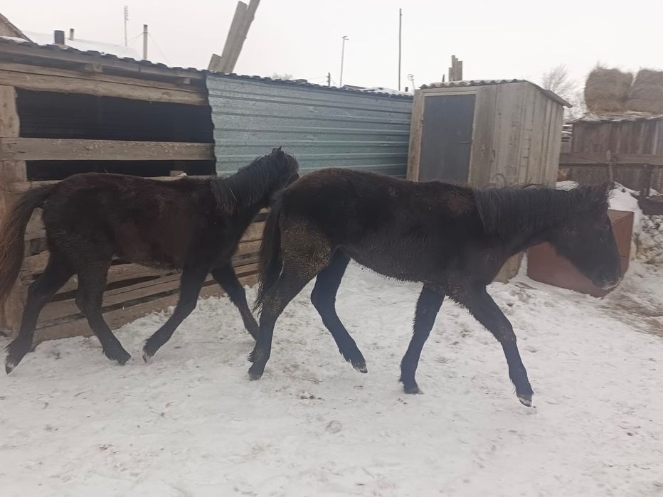 Екі жабағы сатылады