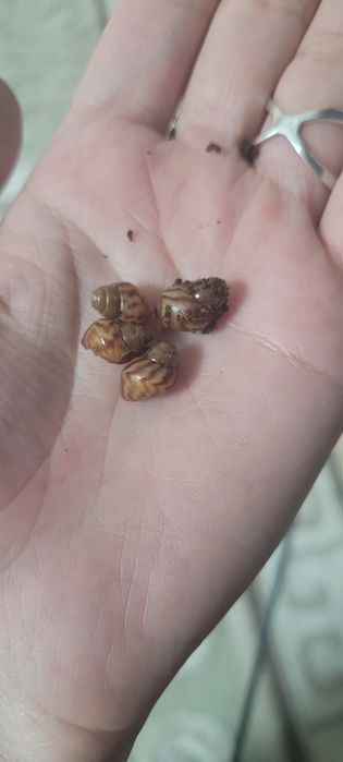 Улитки, улитята, Ахатины