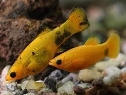 Molly, colisa, xipho