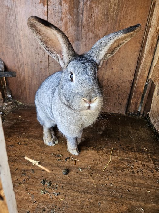 Кролики домашние