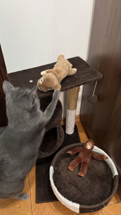 Ansamblu pisici asimetric