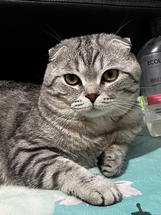 Отдам кота в добрые руки бесплатно