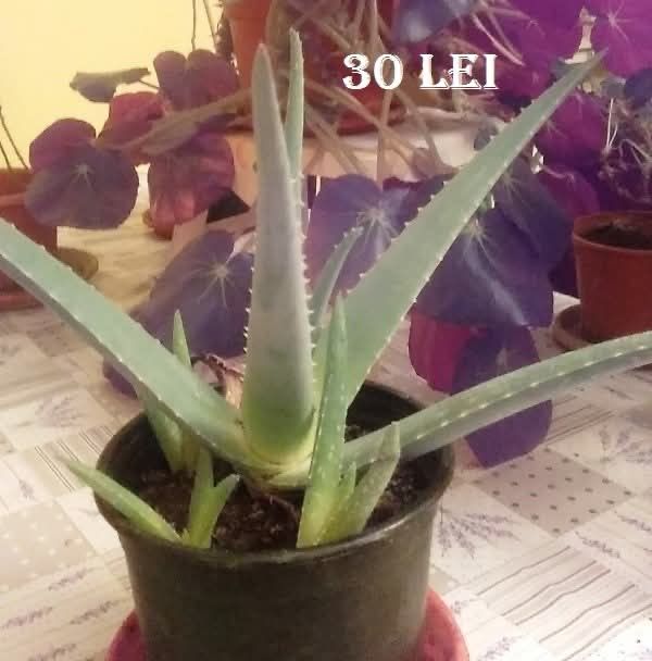 Plante Aloe Vera
