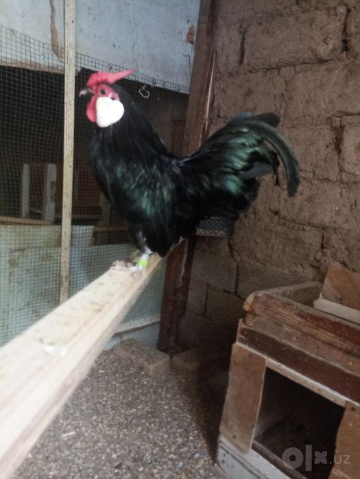 Bantam sotiladi      .