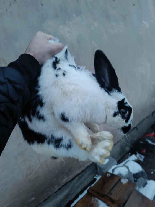 Крольчиха продаётся