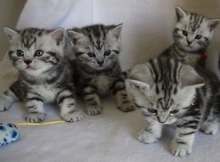 Британские котята