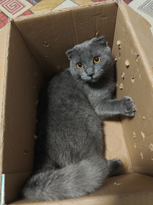 mushuk sotladi qizcha mushuk