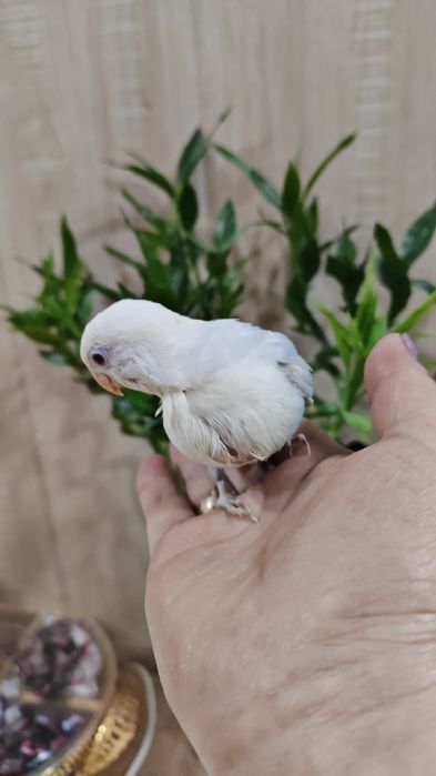 Продается птенец Неразлучника.