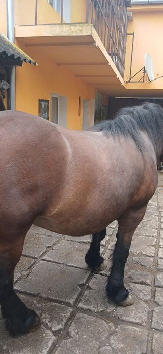 Minza de doi ani jumate
