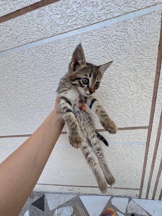 Отдам котят в хорошие руки.