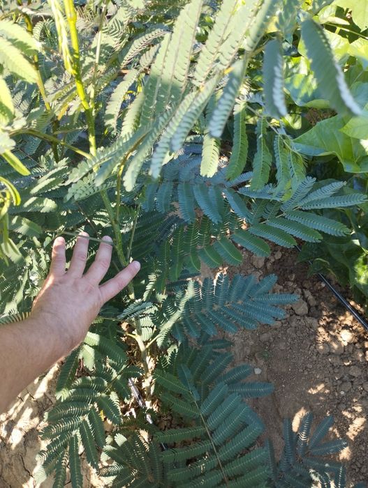 Фиданки от Албиция