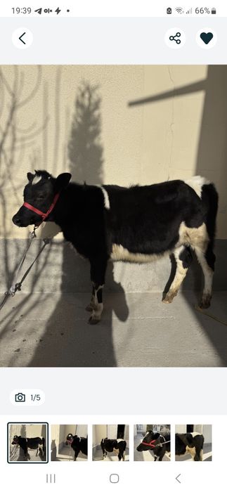 Гуножин сотилади соглом