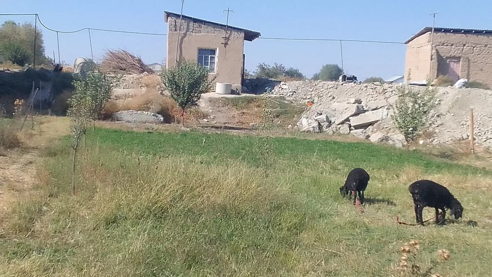 Kafalad 5oygaja berlade